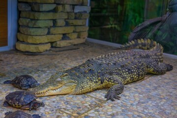 Crocodile Relaxing with Turtles at the Zoo