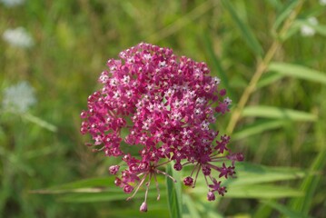 closeup pink wildflower in a garden