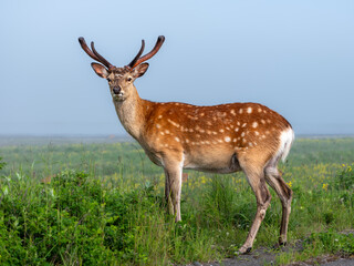 背景は草原で霞空で柔らかな日差、見晴らしの良い小高い所で、シカは袋角が印象的で毛並みが綺麗です。シカは中央で立ち姿で左向きで正面を見ている横構図です。