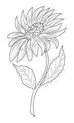 Sunflower Line Art Illustration for Coloring Pages. Detailed Sunflower Sketch in Line Art Style. Vector illustration
