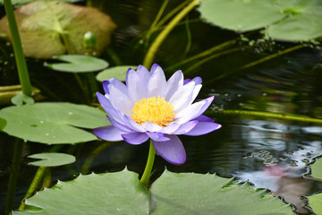 熱帯睡蓮　ニンファエア「イミュタビリス」 Nympheae  'immutabilis'