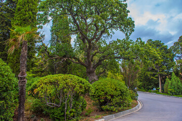 a majestic spreading oak tree surrounded by cypresses, palm trees and trimmed bushes against the...