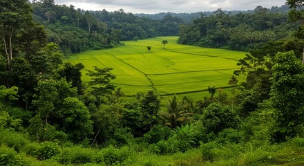 Scenic panorama showcasing a lush rice field nestled within a vibrant green landscape