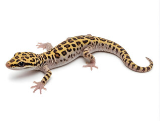 lizard on white background