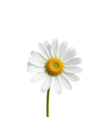 Naklejka premium Delicate chamomile flower, petals unfurled, vibrant yellow center, isolated on pure white, chamomile, spring, recipe