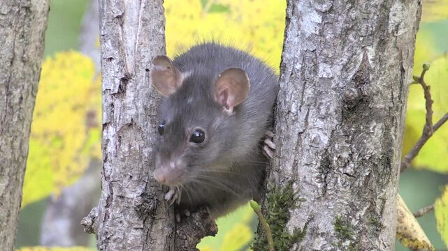Ratto, rattus