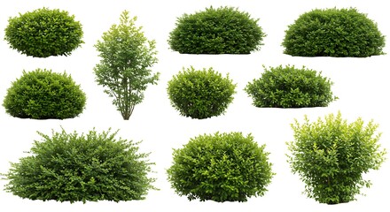 Collection of Lush Green Shrubs and Bushes Isolated on White Background