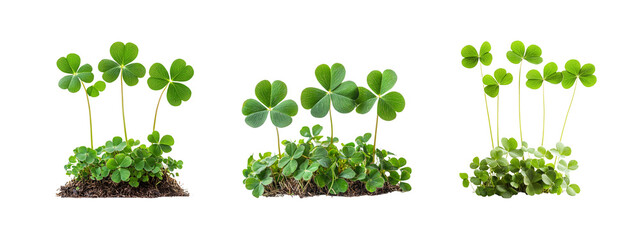 Three Clusters of Green Clover Plants on White Background