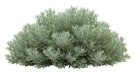 Silver Mound Artemisia Shrub: A Lush, Silvery-Green Plant