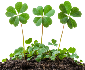 Lush Green Clovers Growing in Rich Dark Soil Under Bright Light