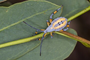 Amorbus robustus Nymph - Early Instar Stage - Australian Leaf Bug Macro