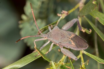 Australian Leaf-footed Bug - Amorbus robustus - Adult Insect Macro