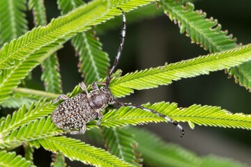 Ancita longhorn beetle - Macro photo on natural acacia leaf background