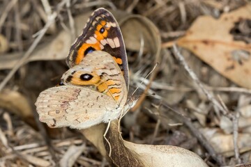 Junonia villida ssp. calybe - Butterfly with Wings Partially Folded - Side View Macro
