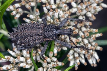 Leptopius duponti - Broad-nosed Weevil Macro - Native Australian Insect on White Flower Cluster - Top Down View