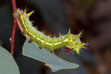 Emperor Gum Moth Caterpillar - Opodiphthera eucalypti - Colorful Spiky Larva
