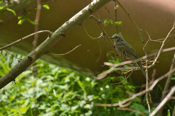 bird on a tree