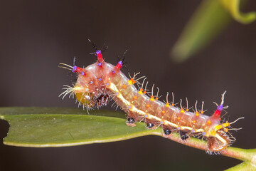 Brightly Marked Caterpillar - Emperor Gum Moth Larva - Macro