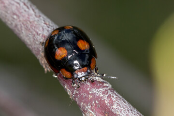 Black Leaf Beetle with Orange Spots on a Eucalyptus Twig