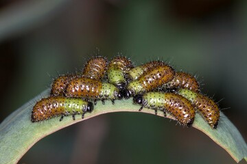 Australian Leaf Beetle Larva on a Gum Tree Leaf
