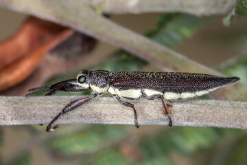 Rhinotia phoenicoptera - Long-Snouted Weevil in Australia - Macro Beetle Photography