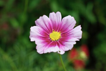 closeup of cosmo flower in a garden
