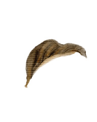 Dried Leaf, Linear Texture, Swirling Form, Isolated on White