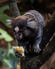 Marmoset