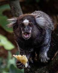 Marmoset