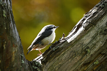 great tit on a branch