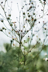 branch of a cherry tree