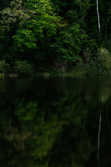 reflections in the forest