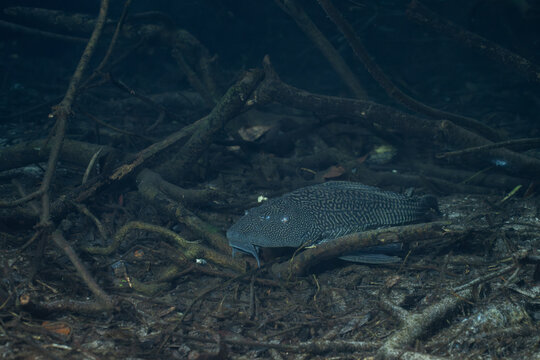 Pleco catfish surrounded by woody debris