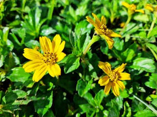 Wedelia yellow flowers in the garden