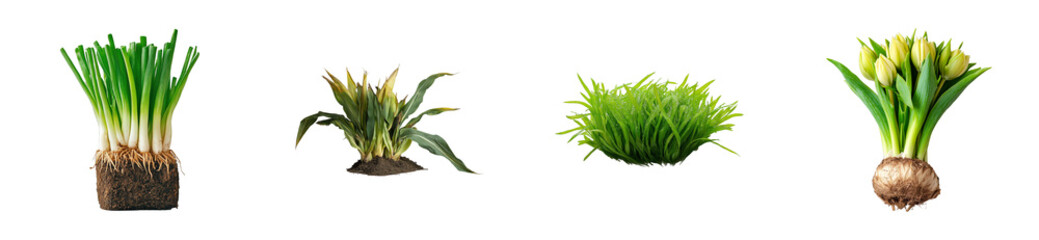 Fresh green onion varieties garden plant outdoor. Cut out set