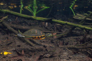 Florida red-bellied cooter swimming in spring