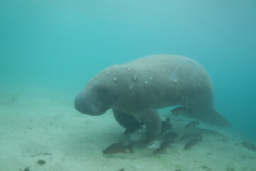 Manatee swimming over school of fish