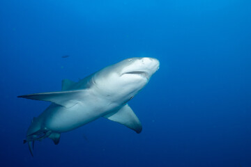 Lemon shark in the open ocean