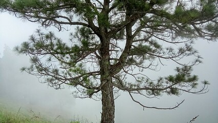 trees in the fog