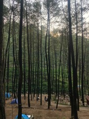 There is a beautiful place in the highlands of Indonesia with lots of trees so the atmosphere there is very cool