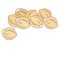 Cardamom Illustration