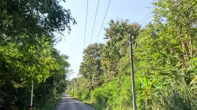 Serene Drive Through Verdant Forest Pathway
