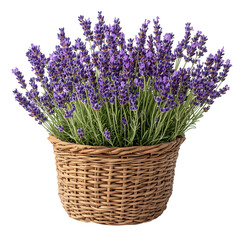 Blooming Lavender Bush in Woven Basket Isolated on Transparent Background