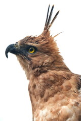 Close-up shot of a Javan Hawk-Eagle (Nisaetus bartelsi), endemic to Java, Indonesia. It shows its sharp yellow eye, hooked beak, and prominent, pointed crest, 08 April 2025 Indonesia