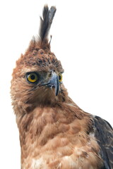 Obraz premium Close-up shot of a Javan Hawk-Eagle (Nisaetus bartelsi), endemic to Java, Indonesia. It shows its sharp yellow eye, hooked beak, and prominent, pointed crest, 08 April 2025 Indonesia