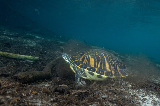 Peninsula cooter in blue spring