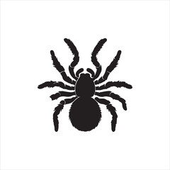 spider on a white background