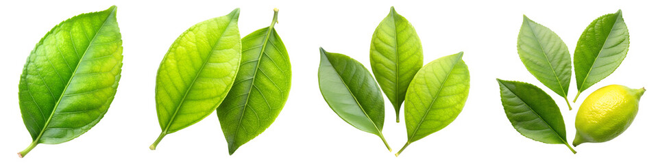 Obraz premium lemon green leaf isolated on a transparent background.