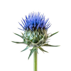 close-up a vibrant bluetle flower showcasing its unique structure and color against a white background emphasizing its natural beauty and detail