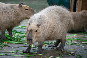 Capybaras, the world's largest rodents, are seen eating fresh green grass in their habitat.